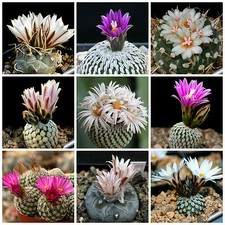 60 graines de Turbinicarpus