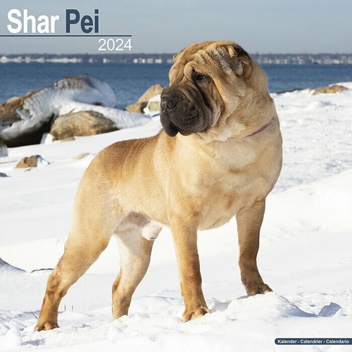 Calendrier 2024 shar - 2024,