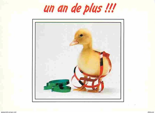 Carte postale animaux - postale,