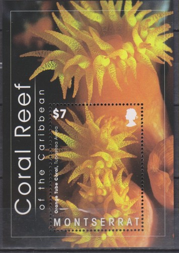 Timbres sur les coraux - sur,