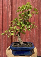 BONSAÏ ACER BUERGERIANUM