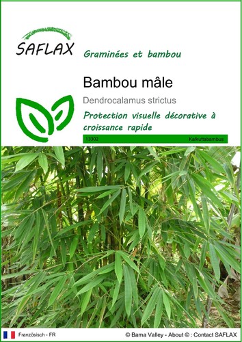 Saflax graines bambou - -,