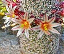 Fraise Cactus - Mammillaria
