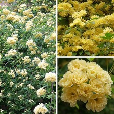 Rosa banksiae 'Lutea Plena' -