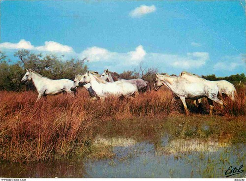 Carte postale animaux - carte,