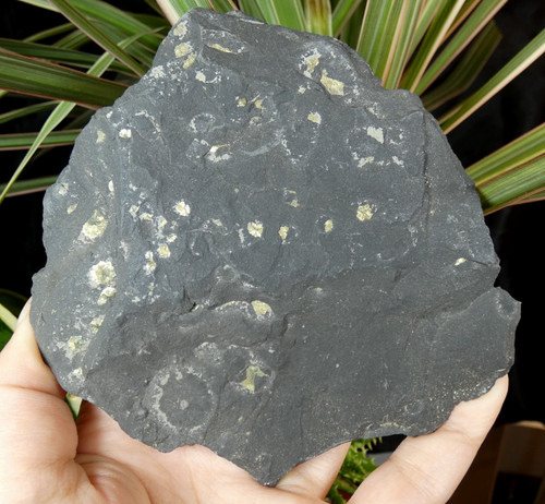 Pyrite sur ardoise - pyrite, lac