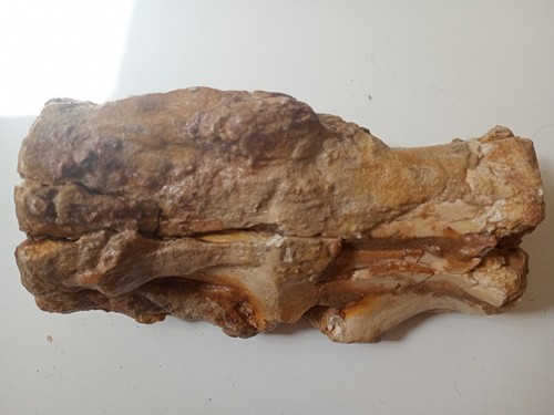 Vertèbre dinosaure de - vertèbre,