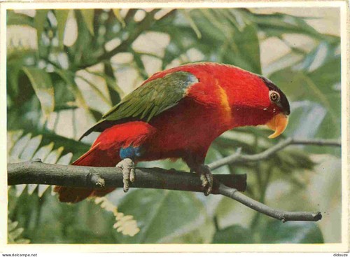Carte postale animaux - animaux,