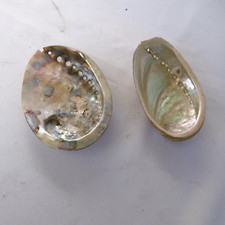 2 coquillages nacrés abalone