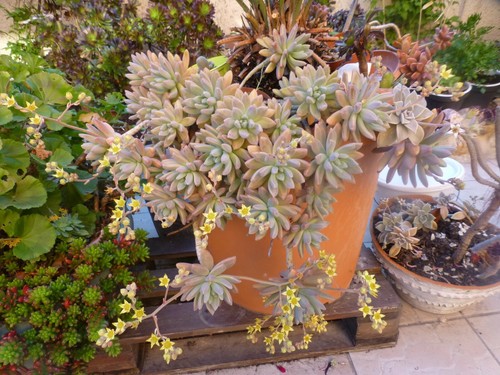 Grand boutures plantes - ,