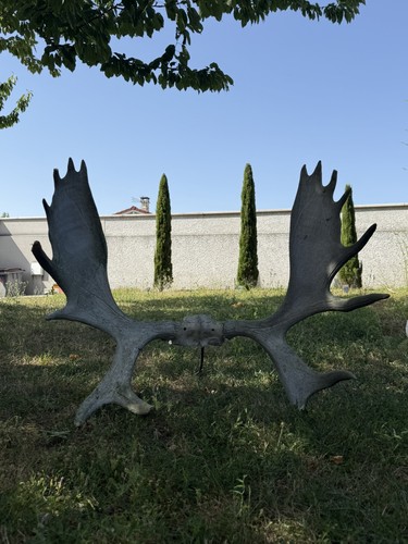 Bois élan européen - bois, d’Élan