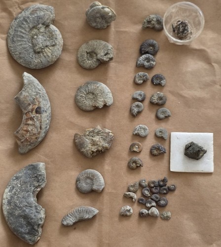 Lot fossiles ammonites - , gris