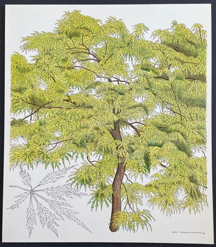 Botanique érable palmé - botanique,