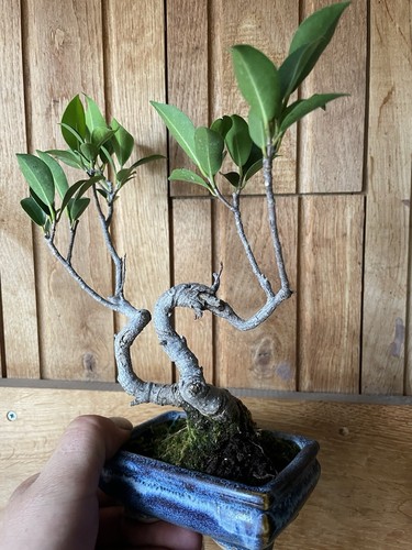 Bonsai shohin ficus retusa - shohin,