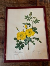 Gravure ancienne botanique –