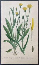 Botanique Crépide des toits