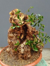 Bonsaï olivier 47 x 30 cm en