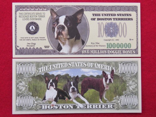 Factures boston terrier - boston,