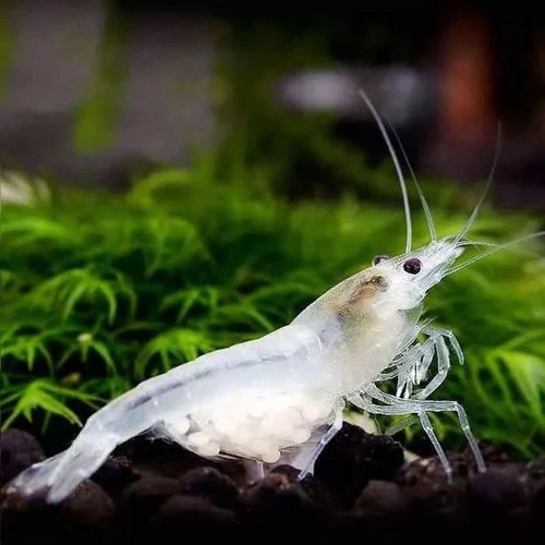 Lot crevettes blanche - de, 10