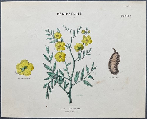 Herbier casse lancéolée - casse,