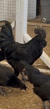 Ayam Cemani hatching eggs