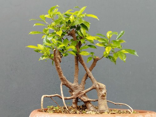 Bonsaï ficus 34x15 vase - bonsaï,