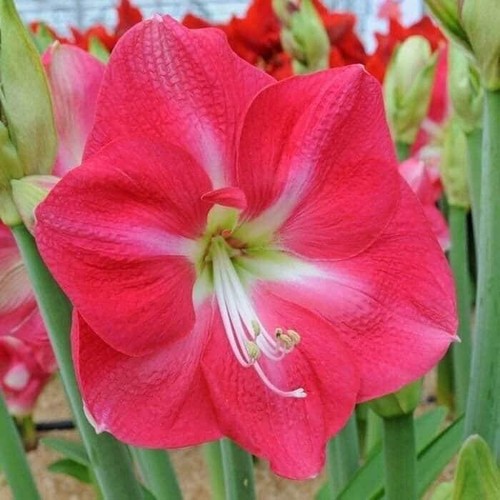 Candy queen jumbo - candy,
