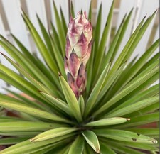 Yucca treculeana SEEDS -