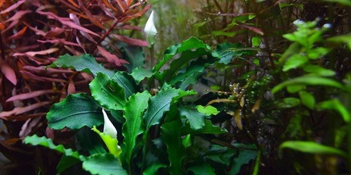Plante aquarium - plante, d'aquarium