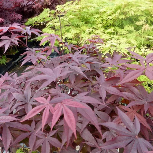 Acer palmatum red emperor - 'red, emperor'