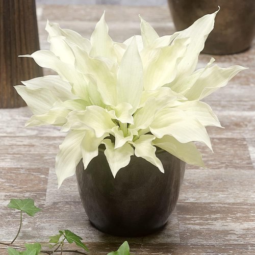 Hosta plantain rustique - ,