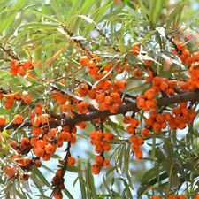 Argousier Orange Friesdorfer