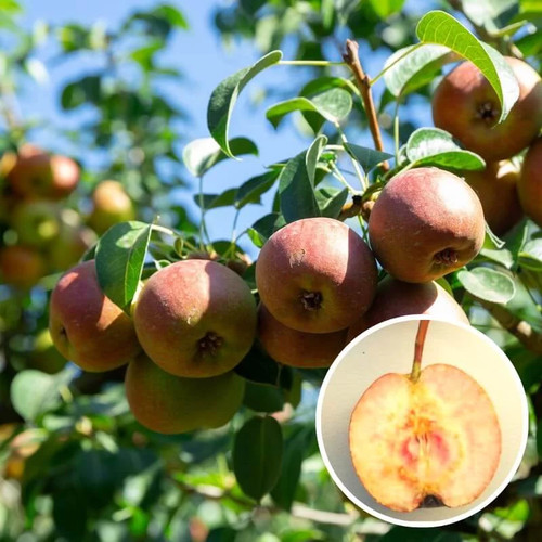 Poirier cocomerina pyrus - 'cocomerina',