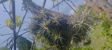 Tillandsia, Filles De L'air