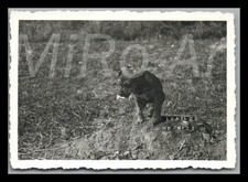 Photo, WW2, saison 4.(H)/21