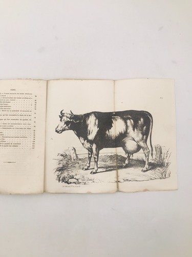 Magne choix des vaches - h.,