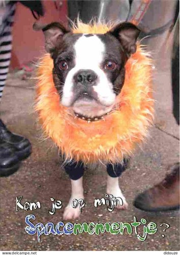 Postcard animals dogs - -,