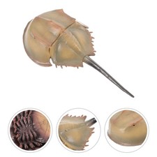 Modèle De Poisson Décoratif