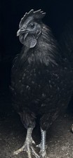 (6) Ayam Cemani Fertile