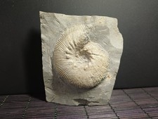 Ammonite Olcostephanus