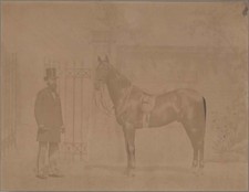 Photographie - Cheval de Selle