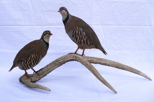 Perdrix rouges naturalisées - , /