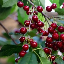 Cerisier 'Griotte du Nord' -