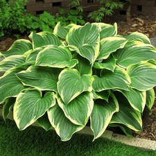 Hosta plantain rustique -