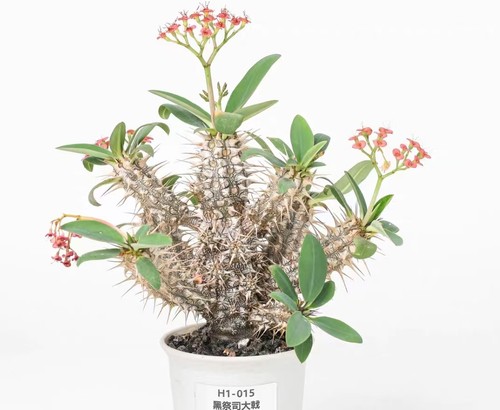 Pot 9cm rare - 9cm,
