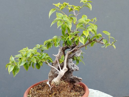 Bonsaï bougainvillier x - bougainvillier, 40