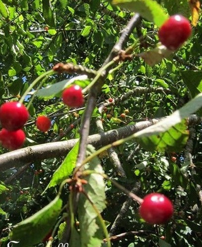 Cerisier merisier cerise - cerisier, 'cerise