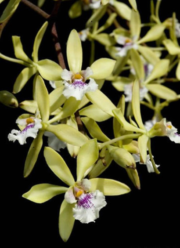 Encyclia ambigua species - encyclia,