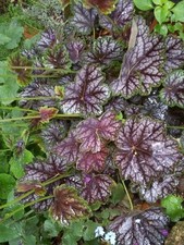 ♫ HEUCHERE 'Purple