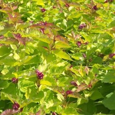 🌿 HERBE DORÉE AUX FAISANS